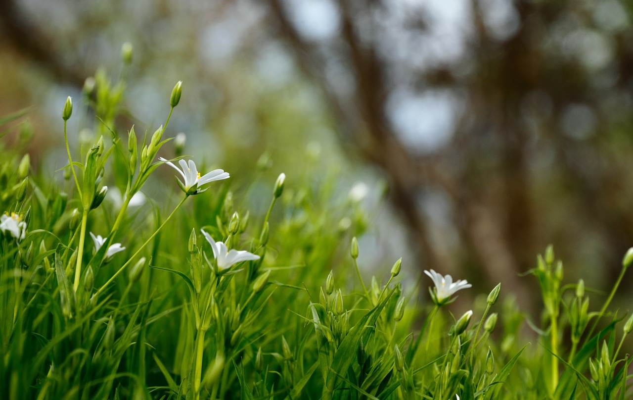 flowers grass daisies free photo