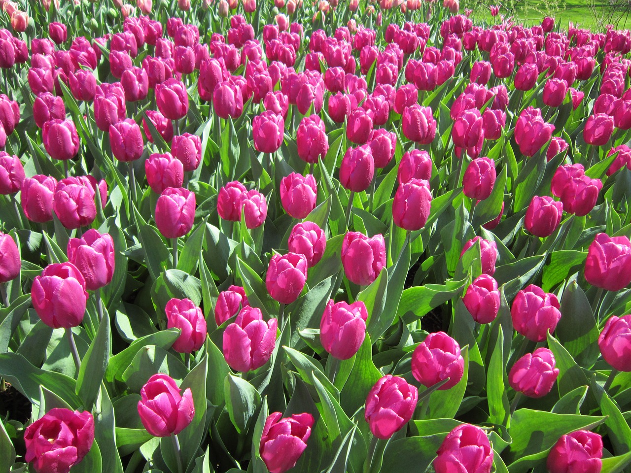 flowers tulips nature free photo