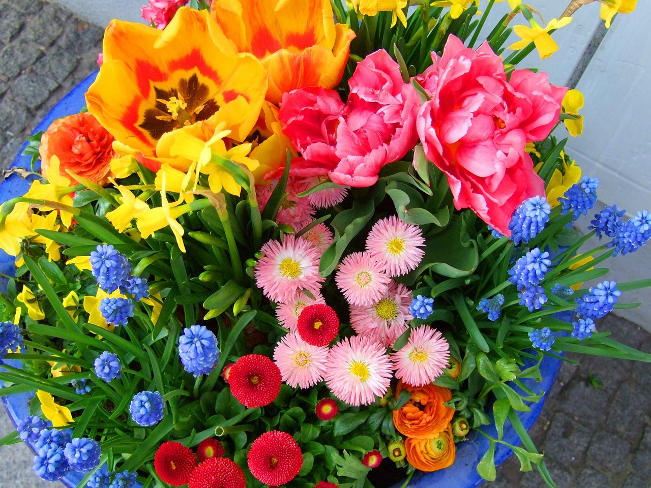 flowers spring colorful free photo