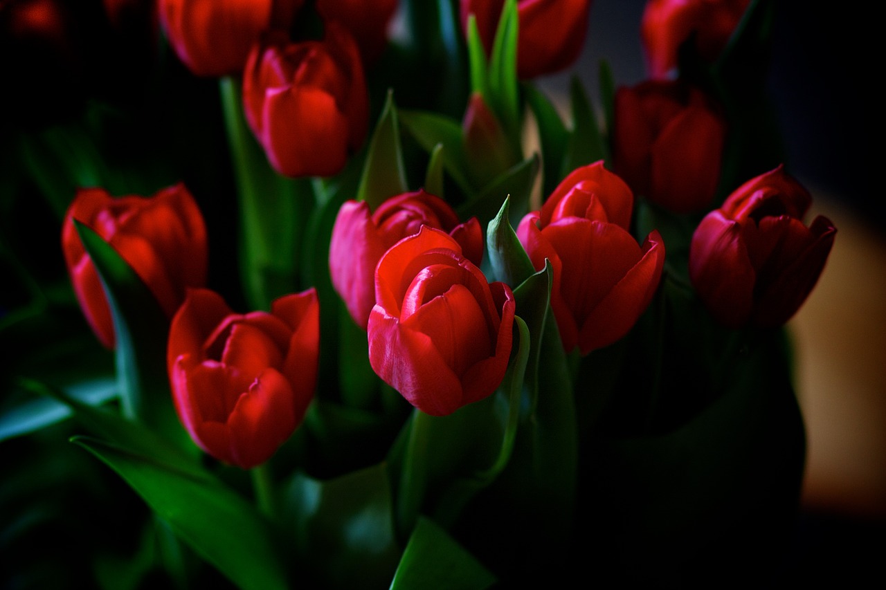 flowers bouquet of flowers tulips free photo