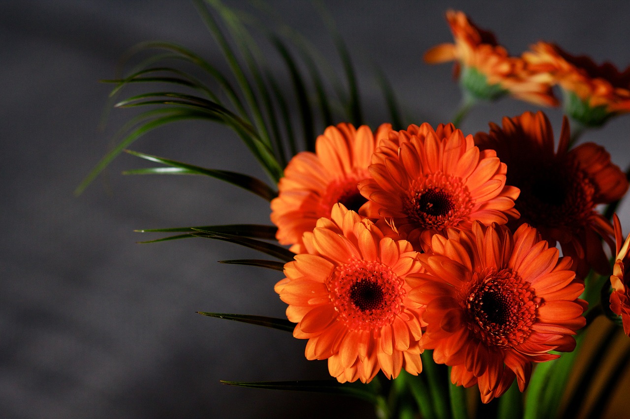 flowers gerbera blossom free photo