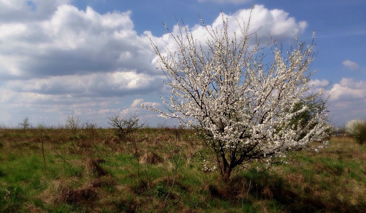 flowers spring nature free photo