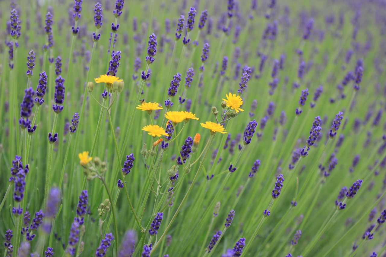 flowers lavender lavender flowers free photo