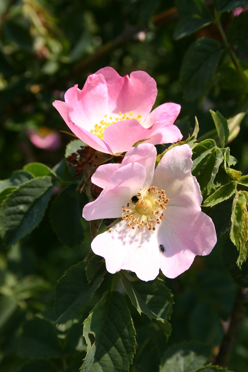 flowers nature pink free photo