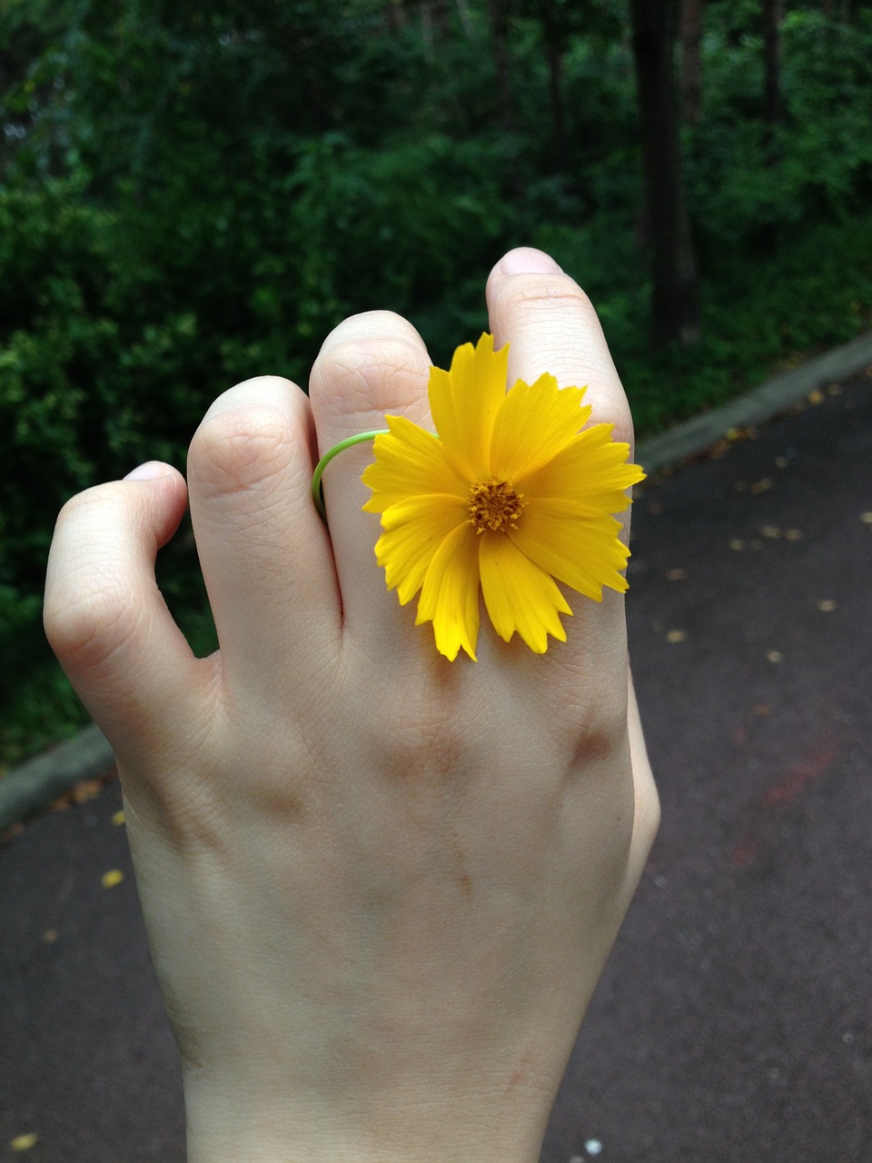 flowers yellow hand free photo