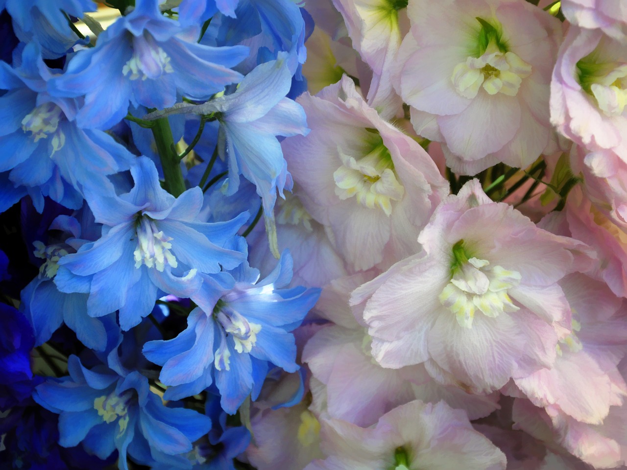 flowers pink blue free photo