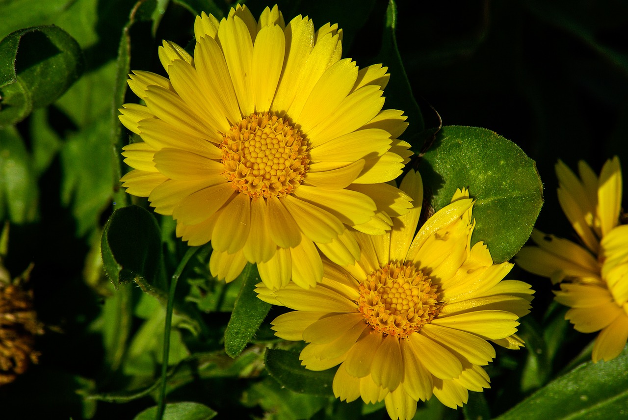 flowers daisies garden free photo