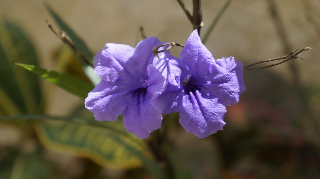 flowers garden plant free photo