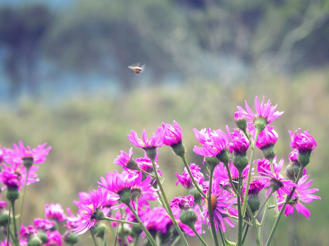 flowers spring bee free photo