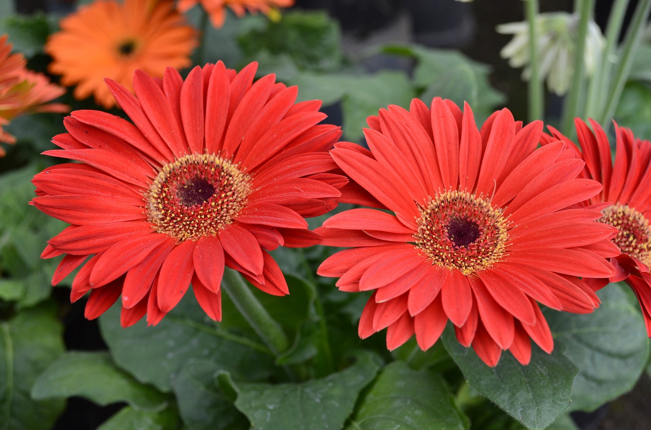 flowers nature red free photo