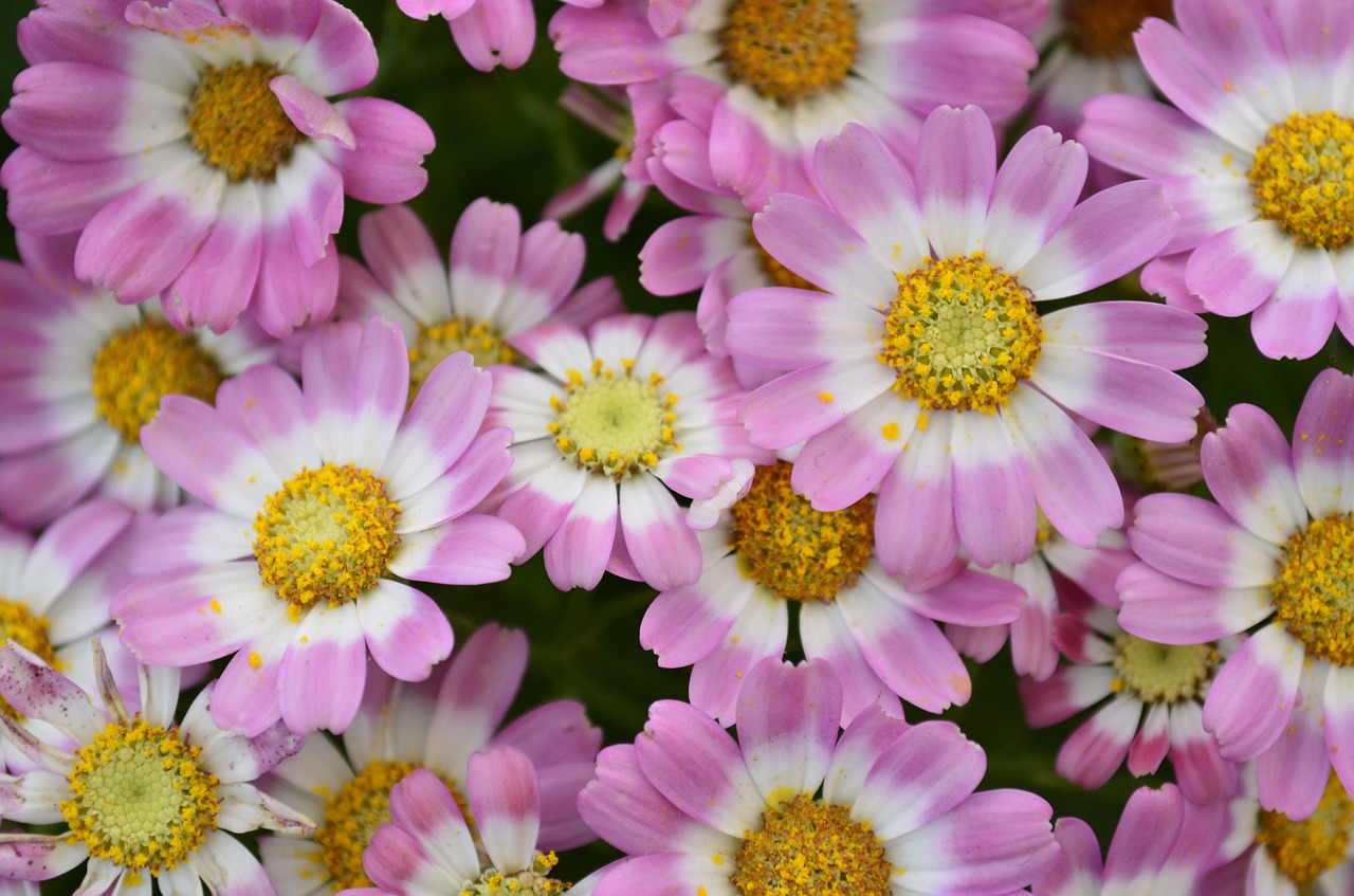 flowers pink texture free photo