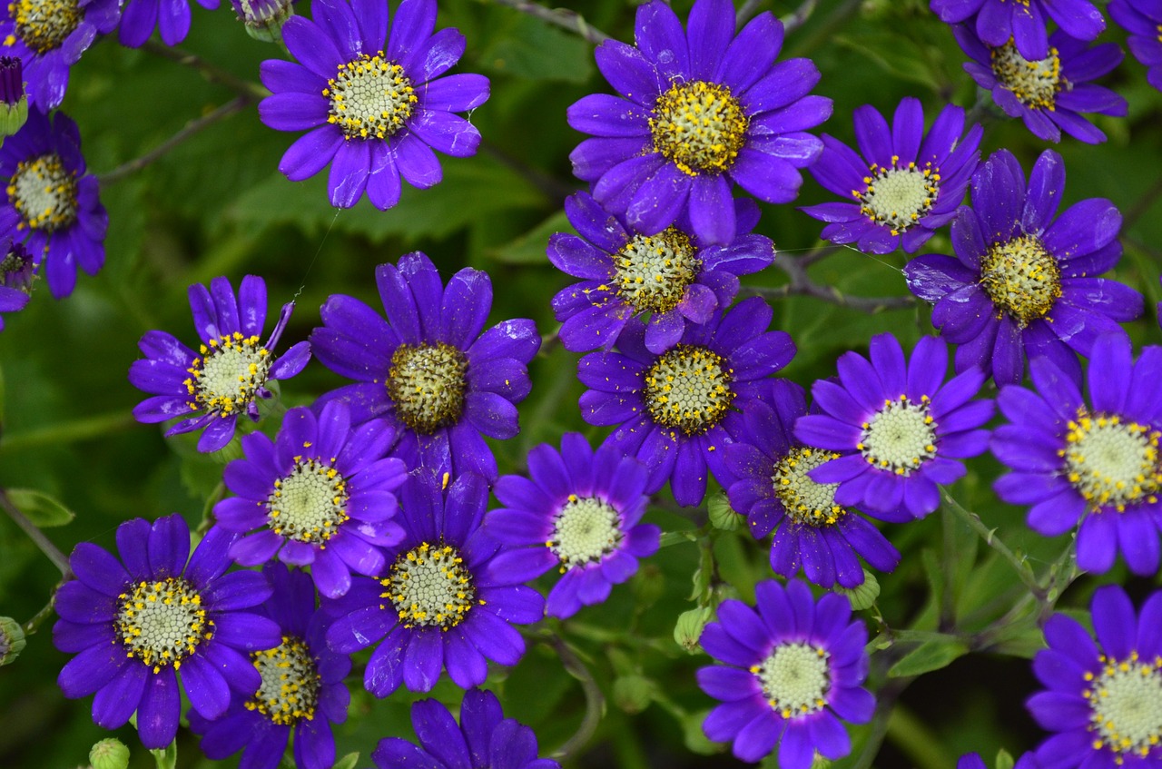 flowers violet nature free photo