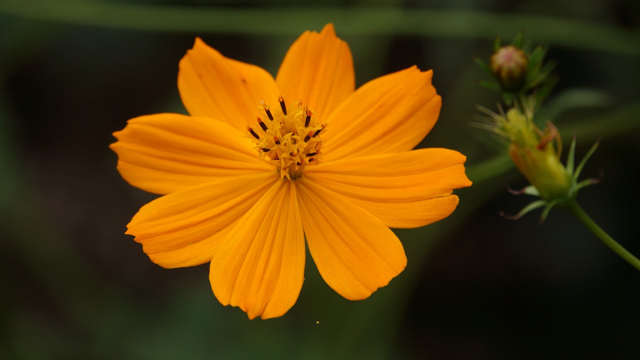 flowers yellow flowers color free photo