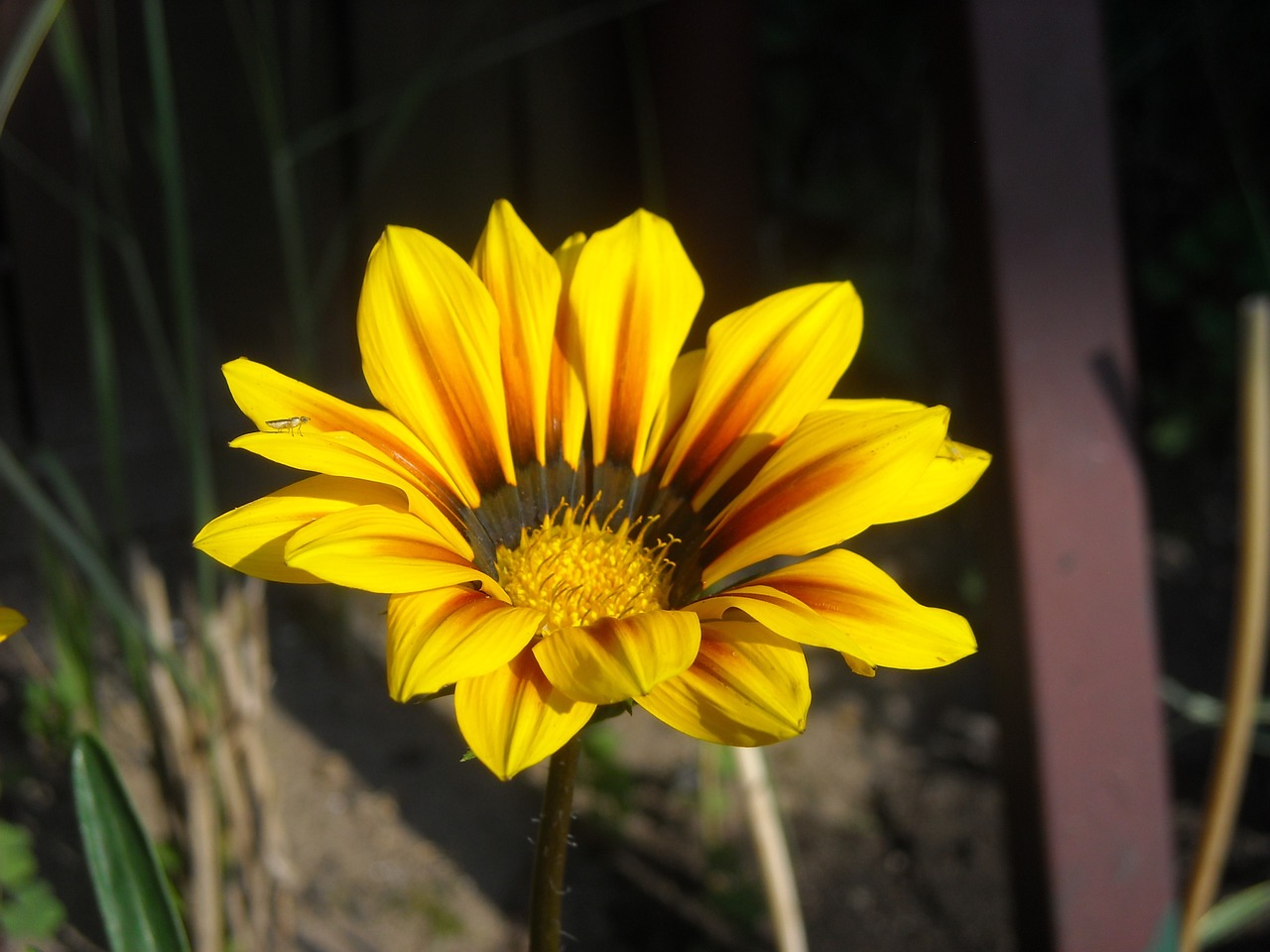 daisy yellow flower free photo