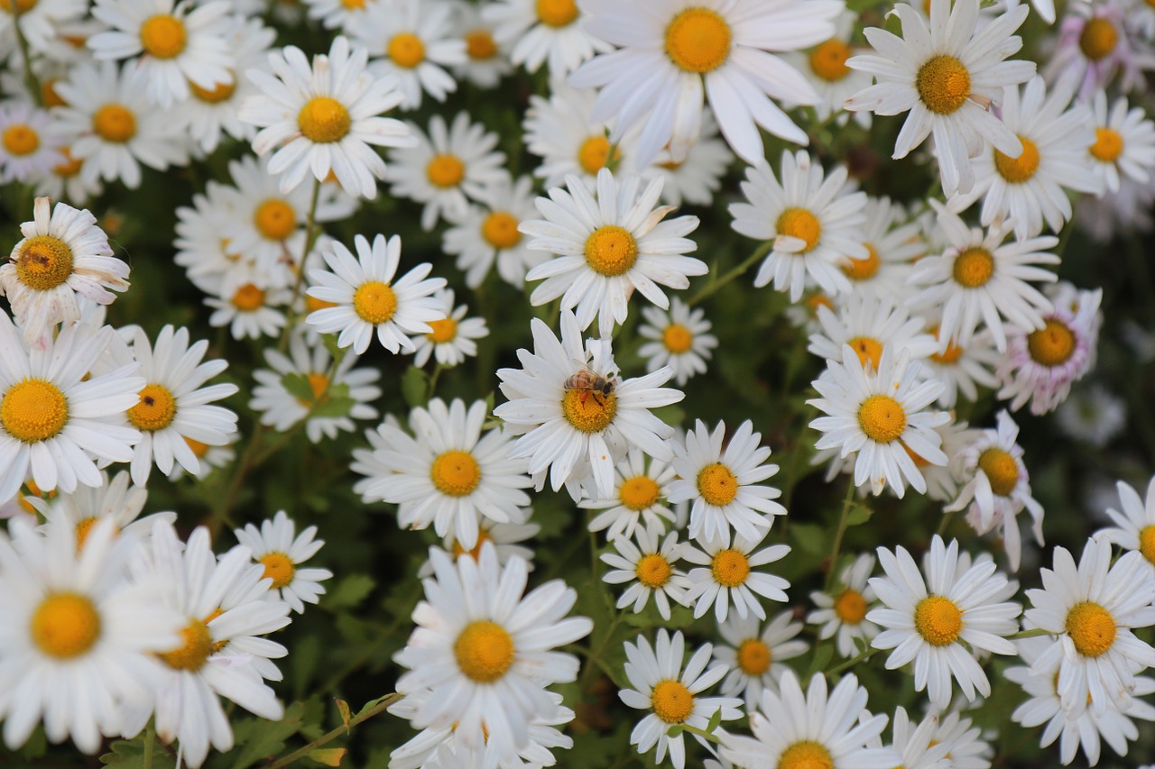 flowers gujeolcho nature free photo