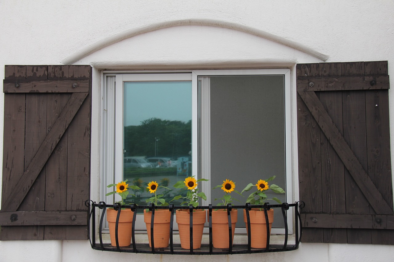 flowers window sunflower free photo