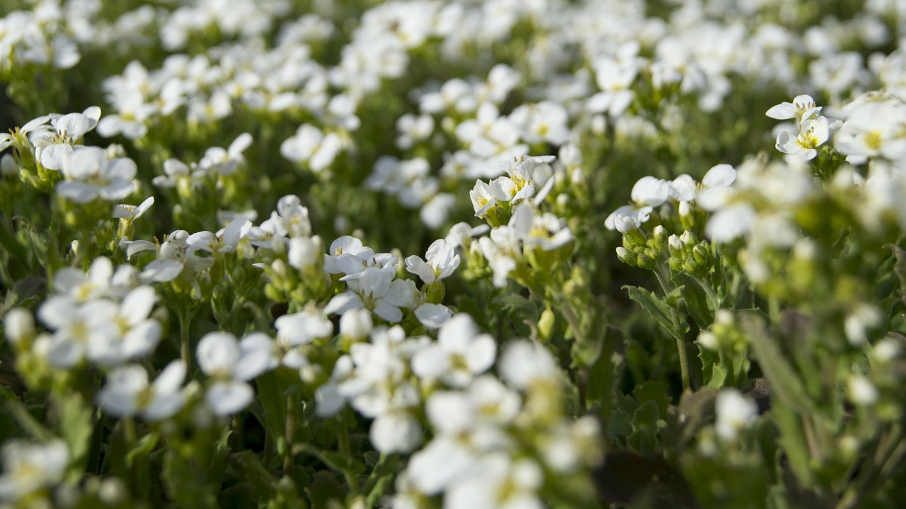 flowers flora flower free photo