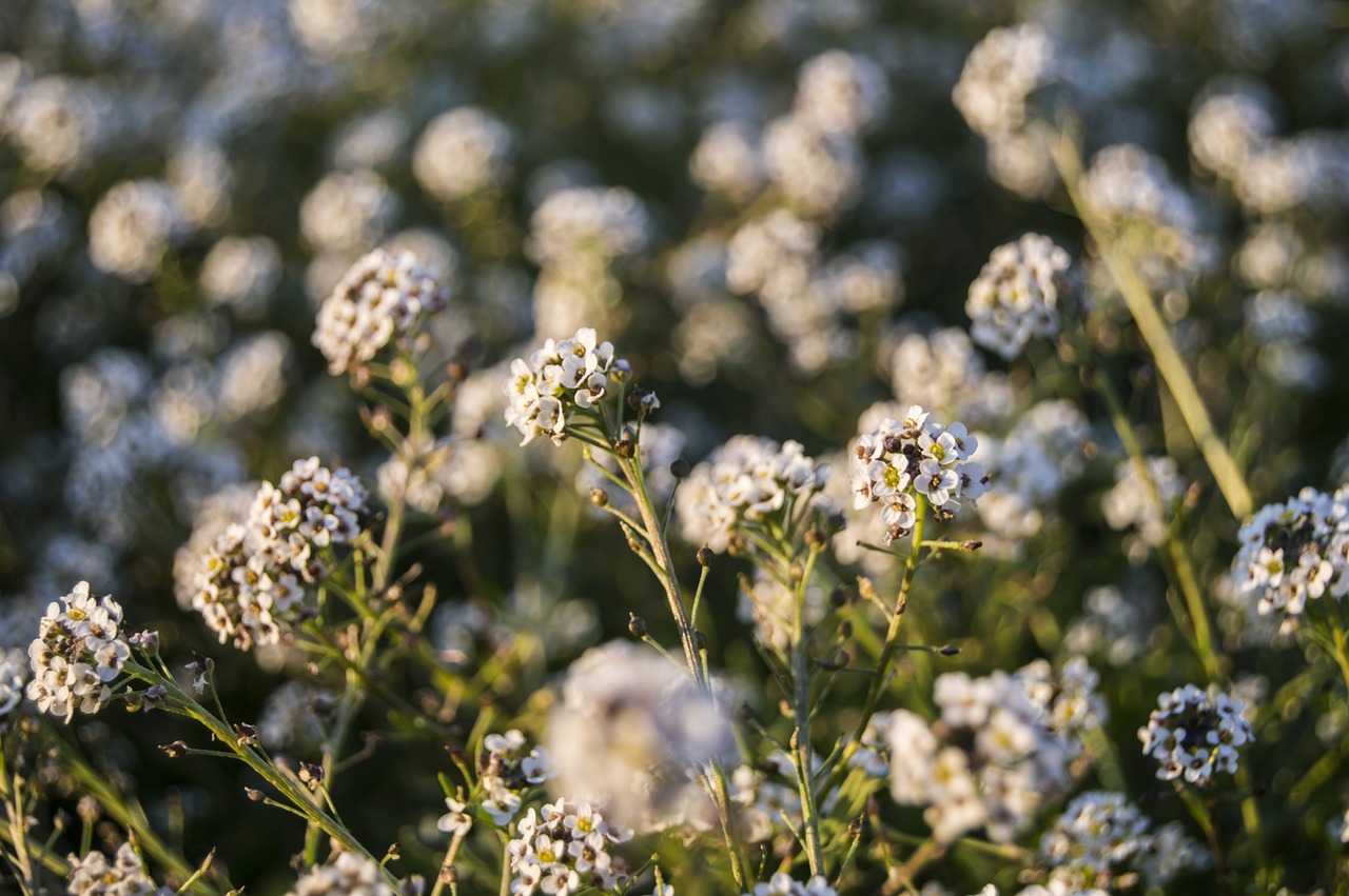 flowers field nature free photo