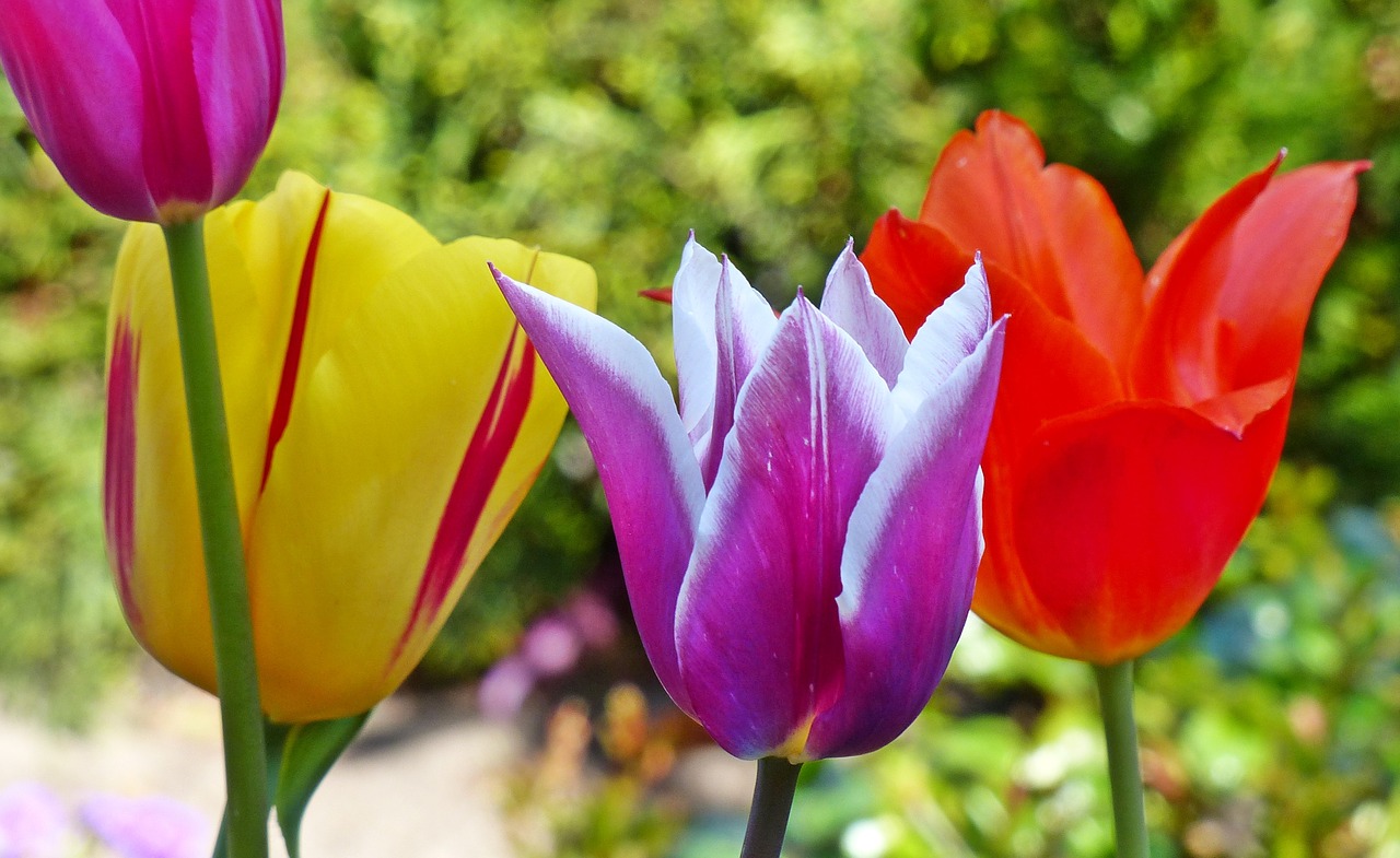 flowers tulips spring free photo