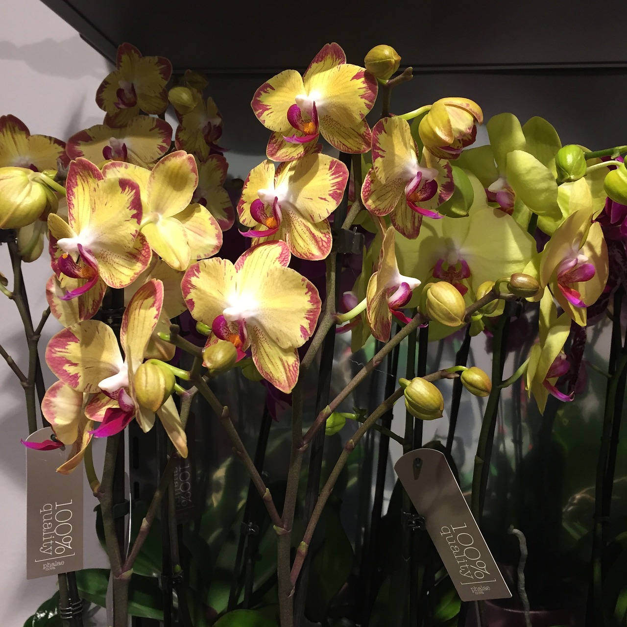 flowers orchids yellow free photo