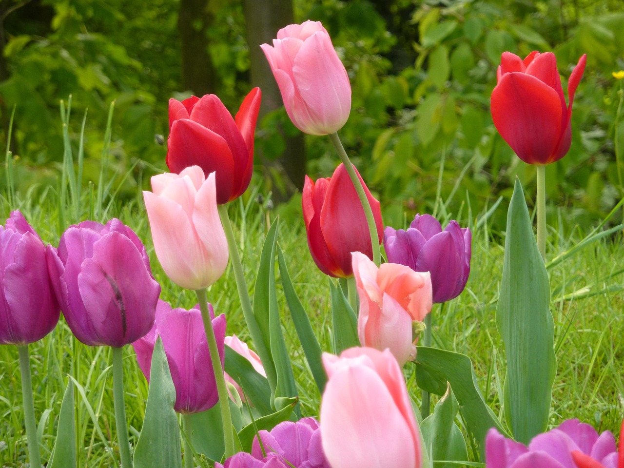 flowers tulip spring free photo