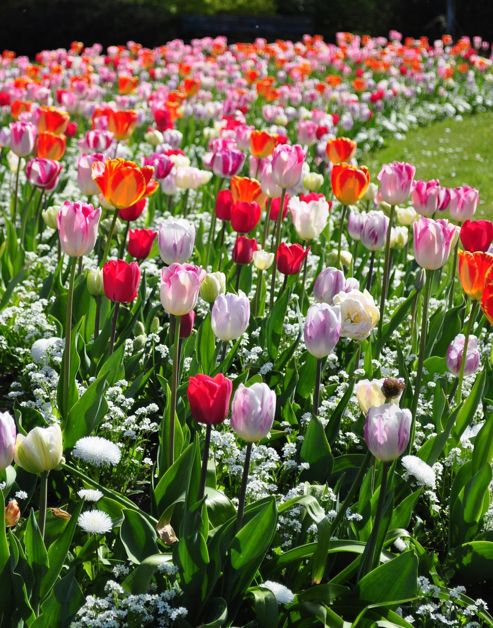 flowers tulips spring free photo