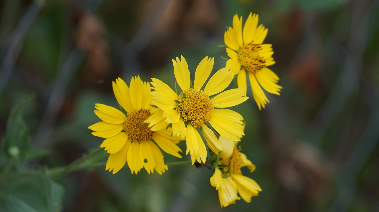 flowers yellow bright free photo