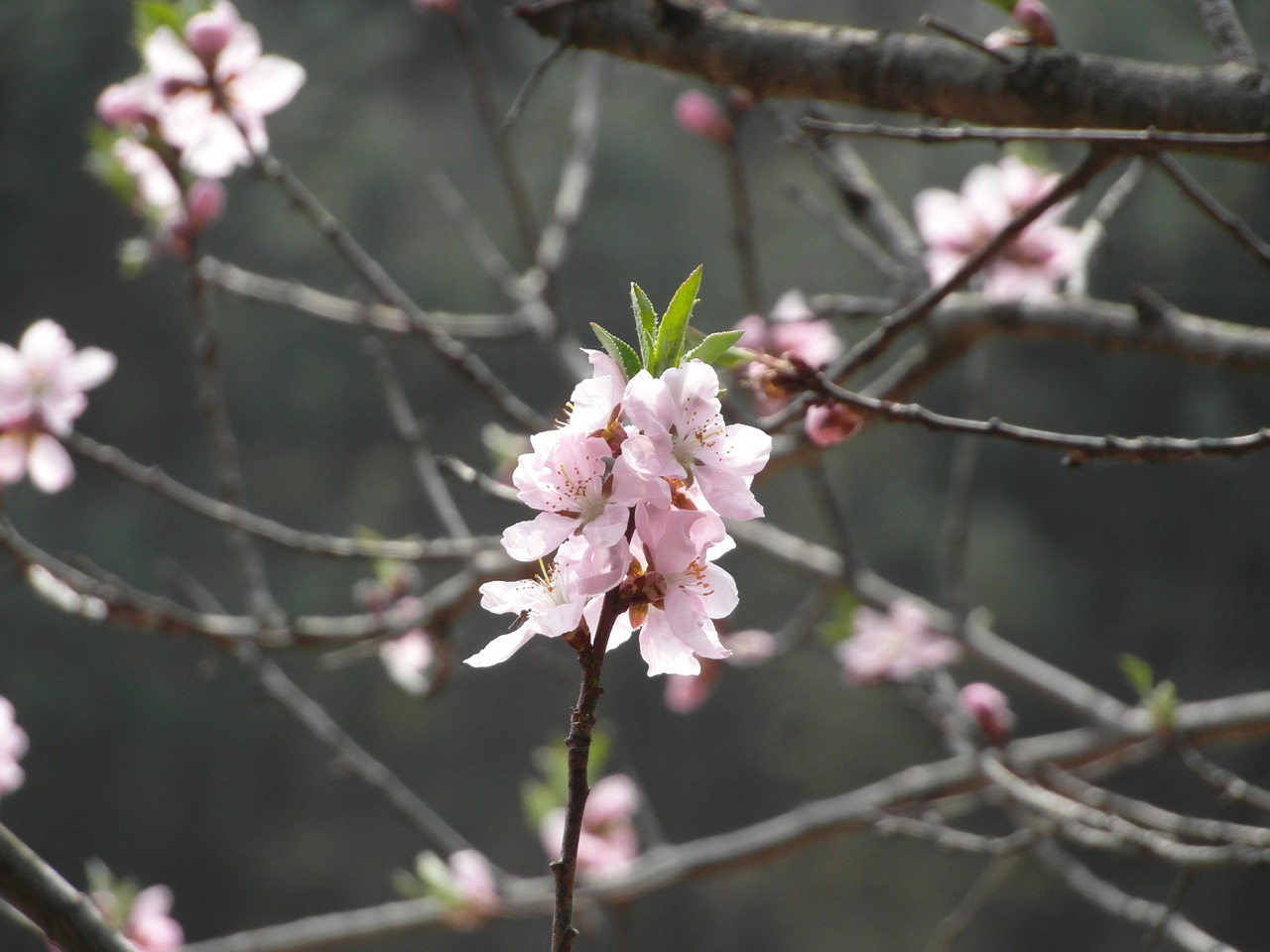 flowers spring joy free photo