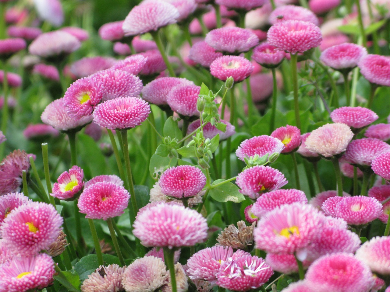 flowers pink pink flowers free photo