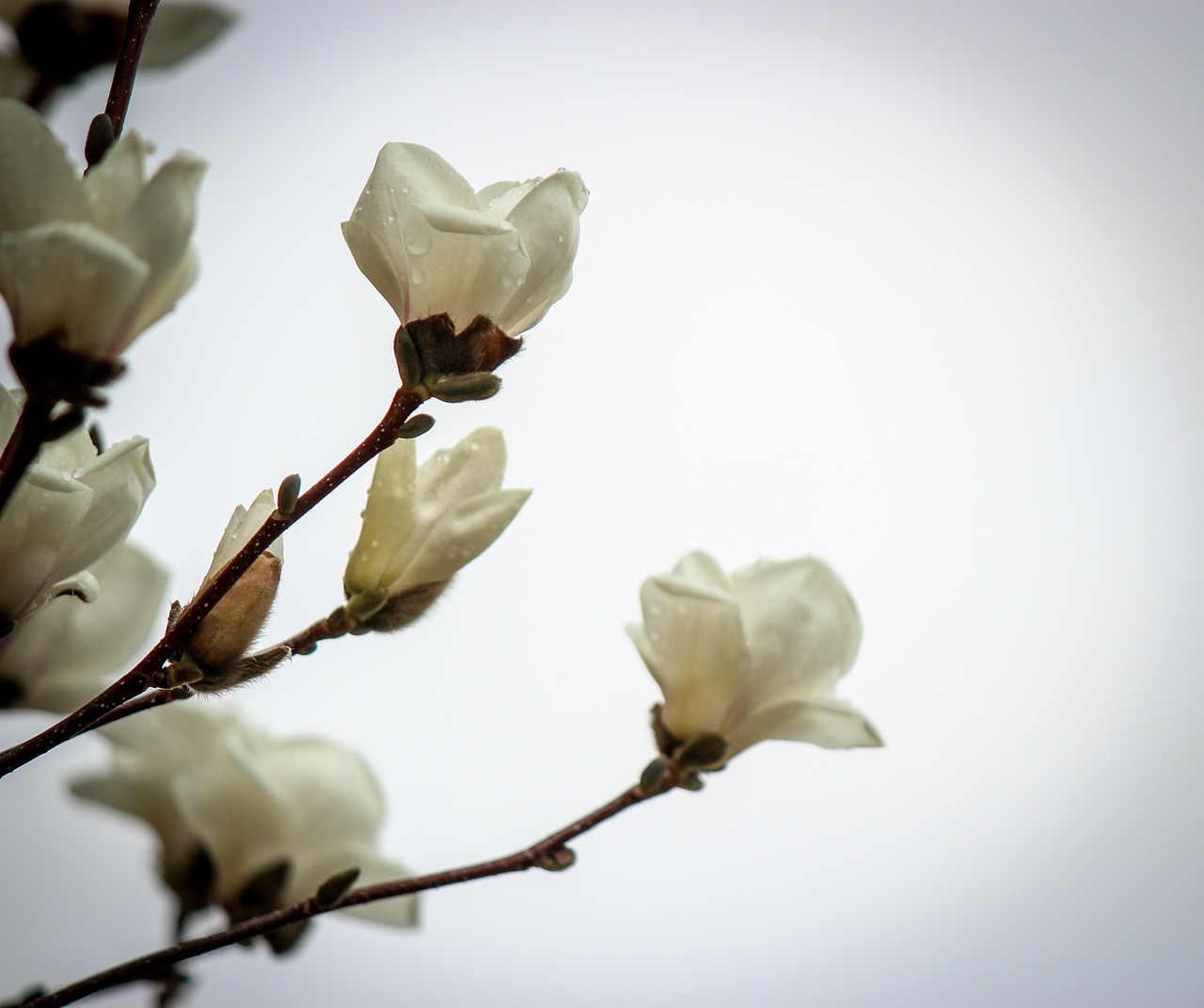 flowers flower spring free photo