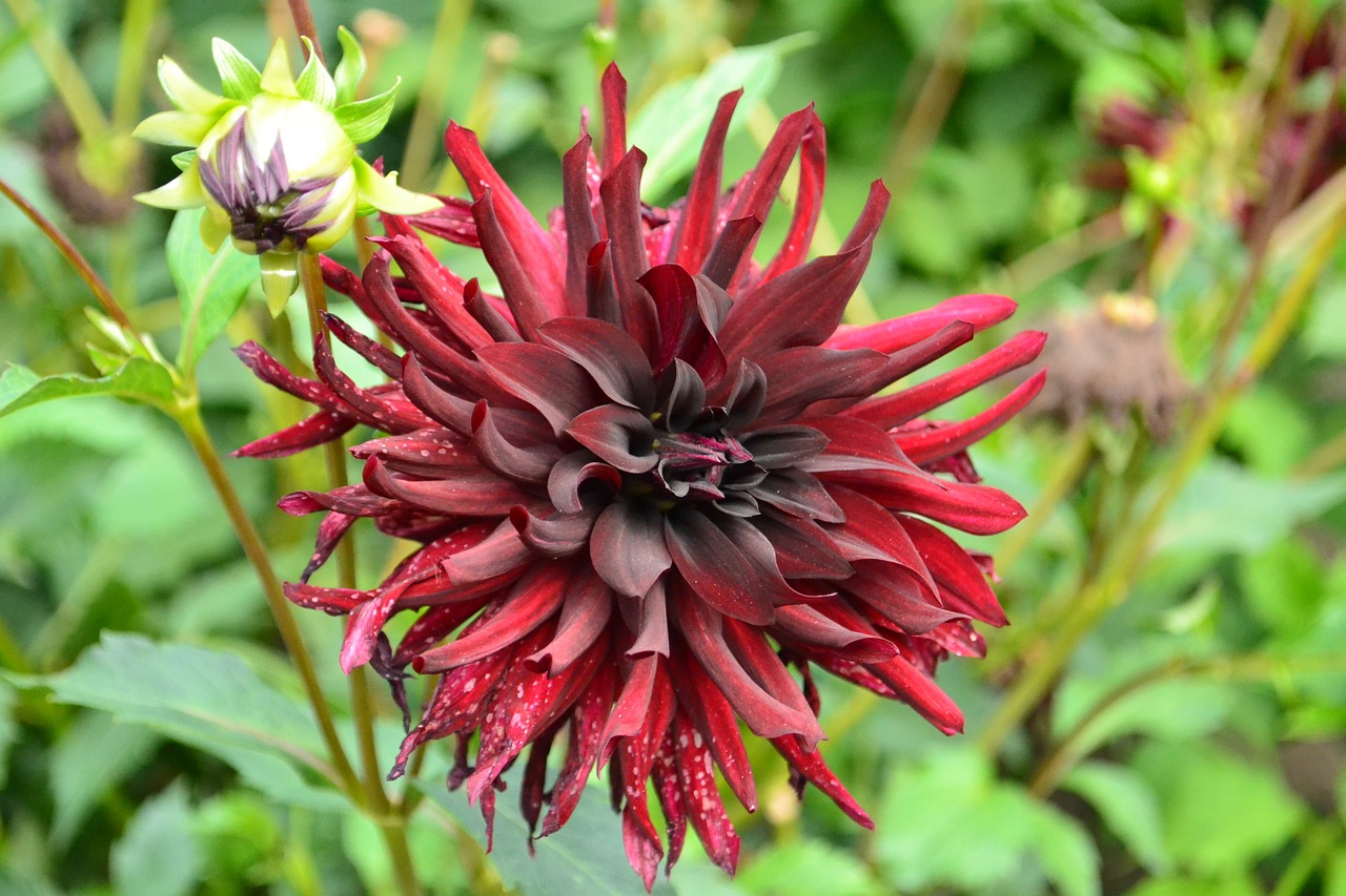 dahlia flowers summer free photo