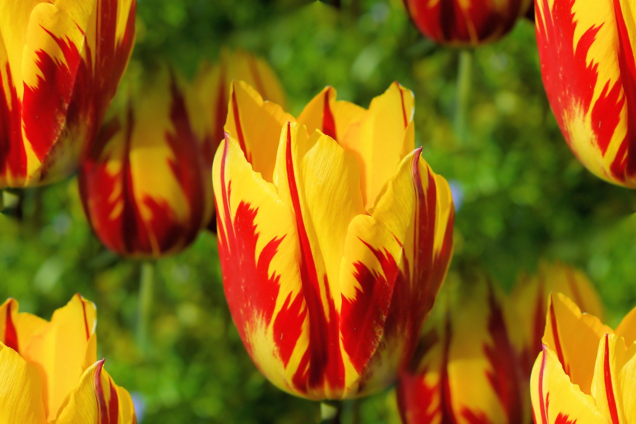 flowers tulips holland free photo