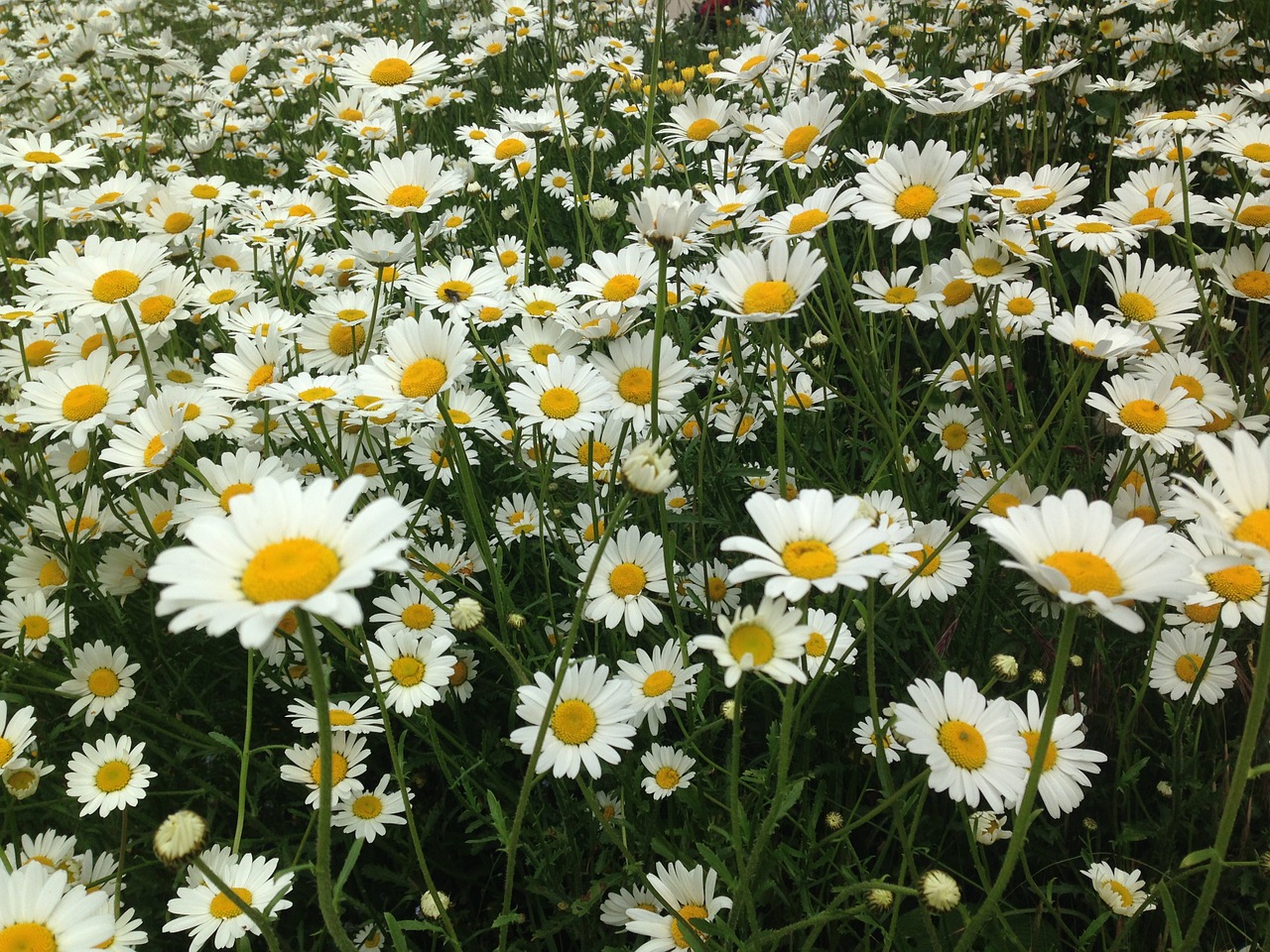 Пазлы полевые цветы. Field of White Daisies. Танаце тугма цветок.