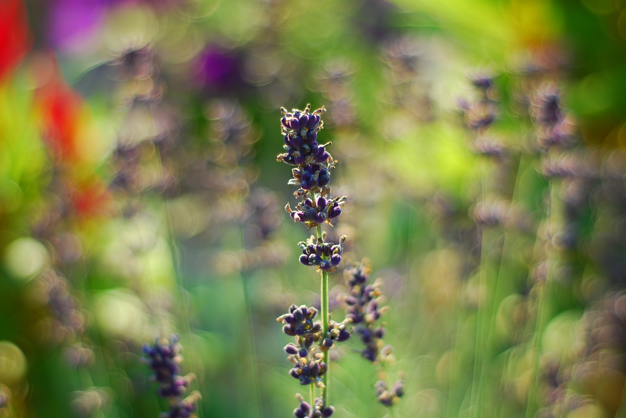 lavender flowers plants free photo