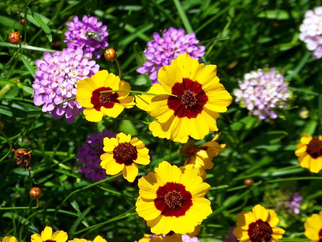 flowers summer flowers free photo