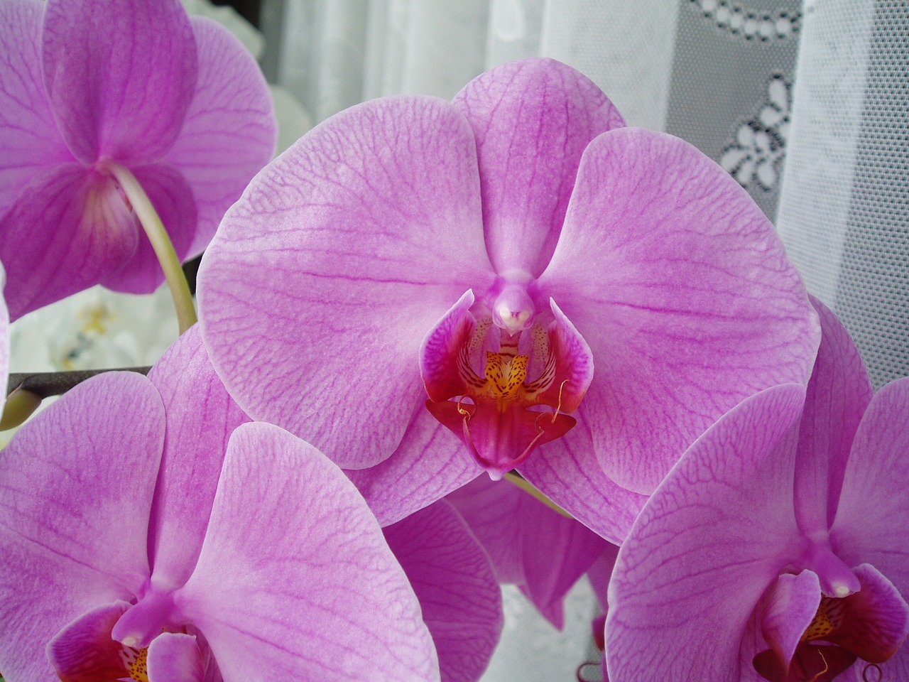 flowers orchid blooming free photo