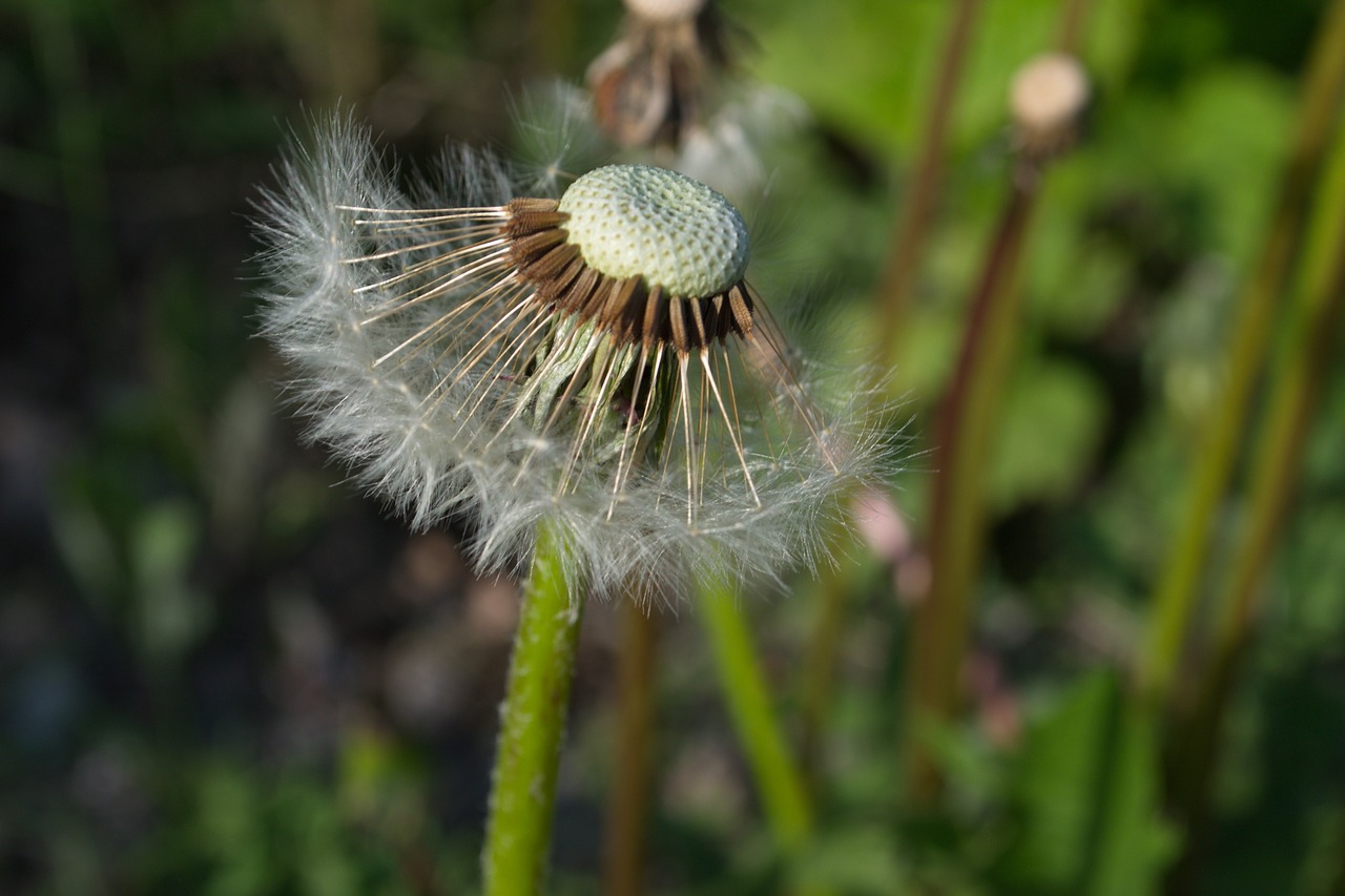 flowers summer nature free photo