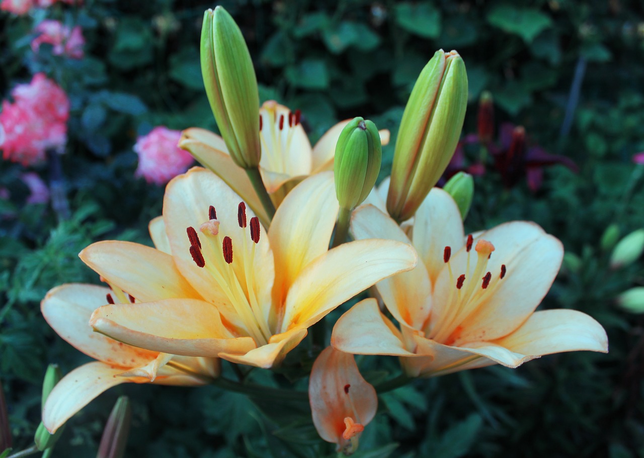 flowers lily macro photography free photo