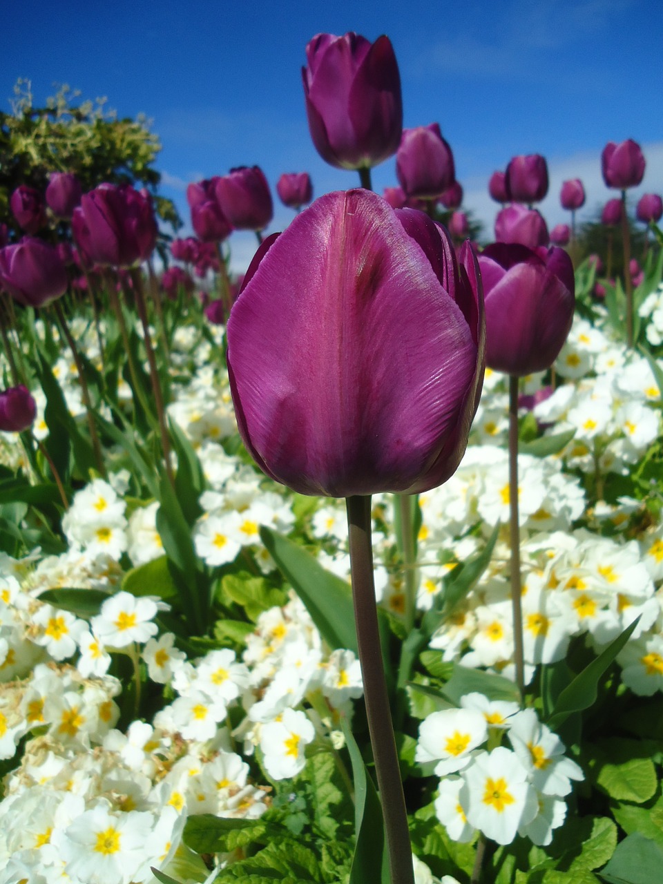 tulips flowers landscape free photo