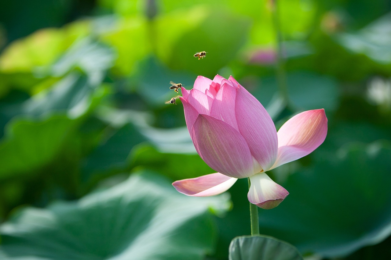 flowers lotus bee free photo