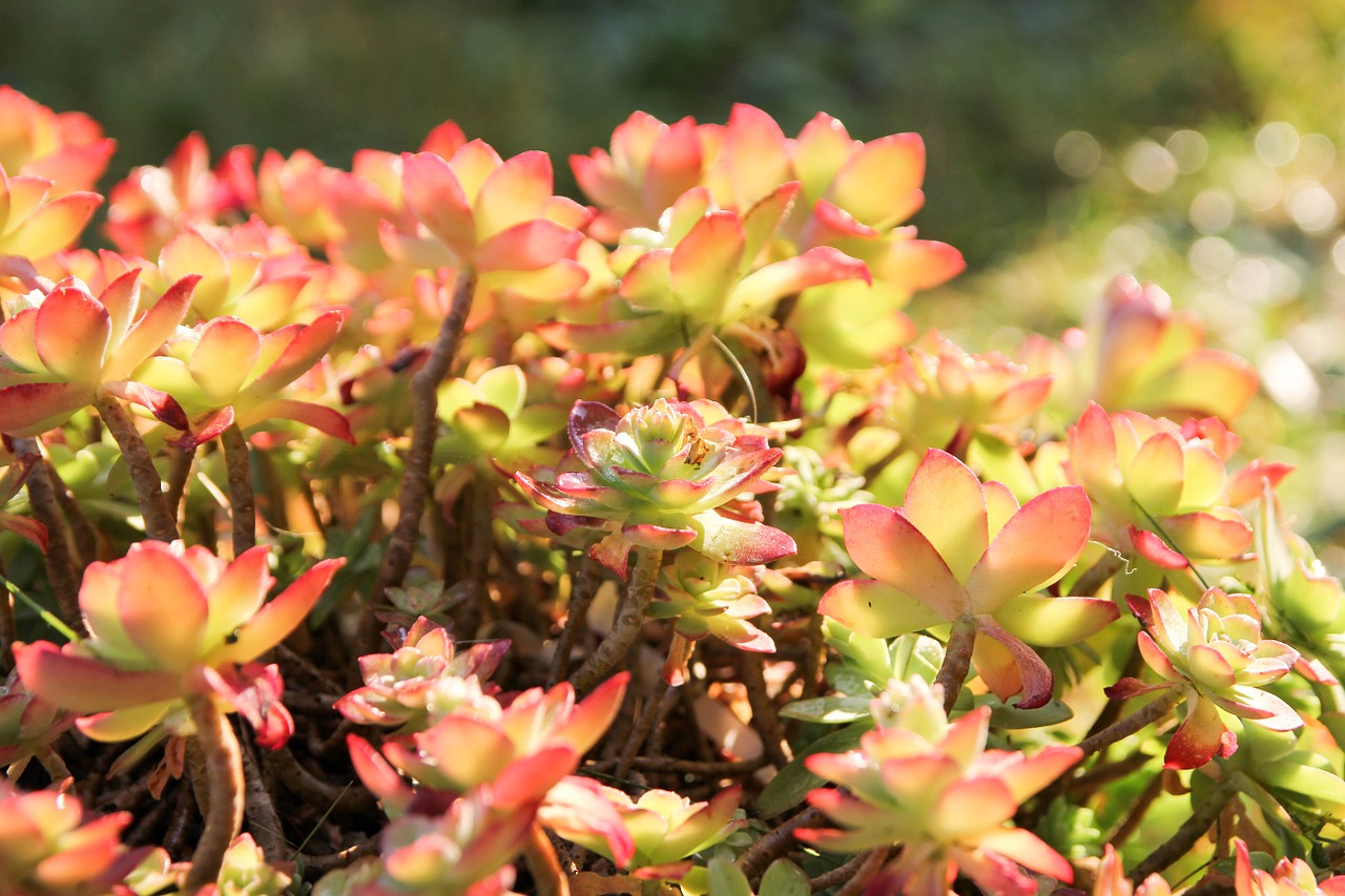 flowers color light free photo