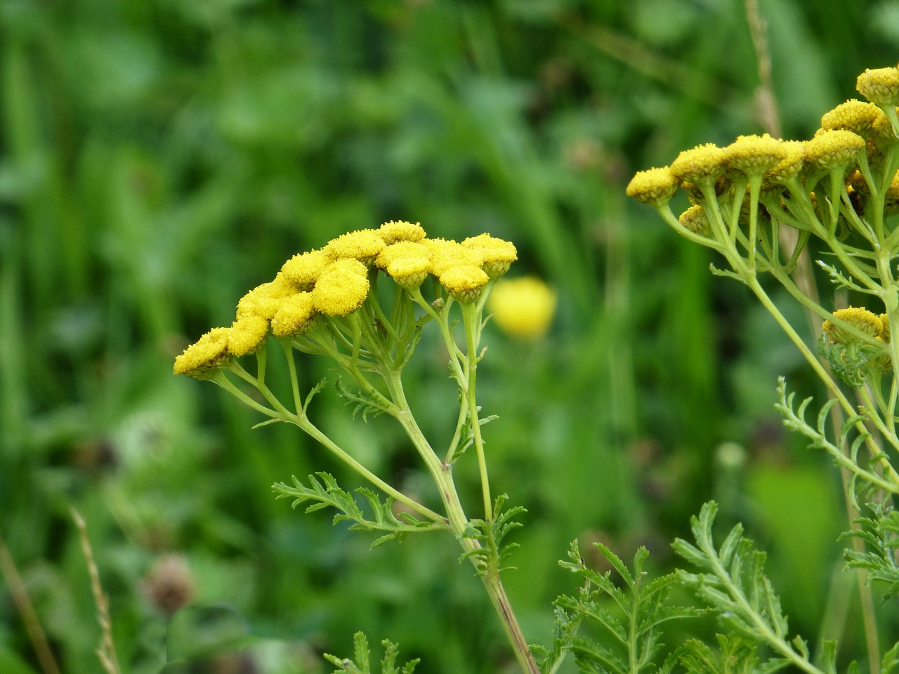 flowers tansy yellow free photo