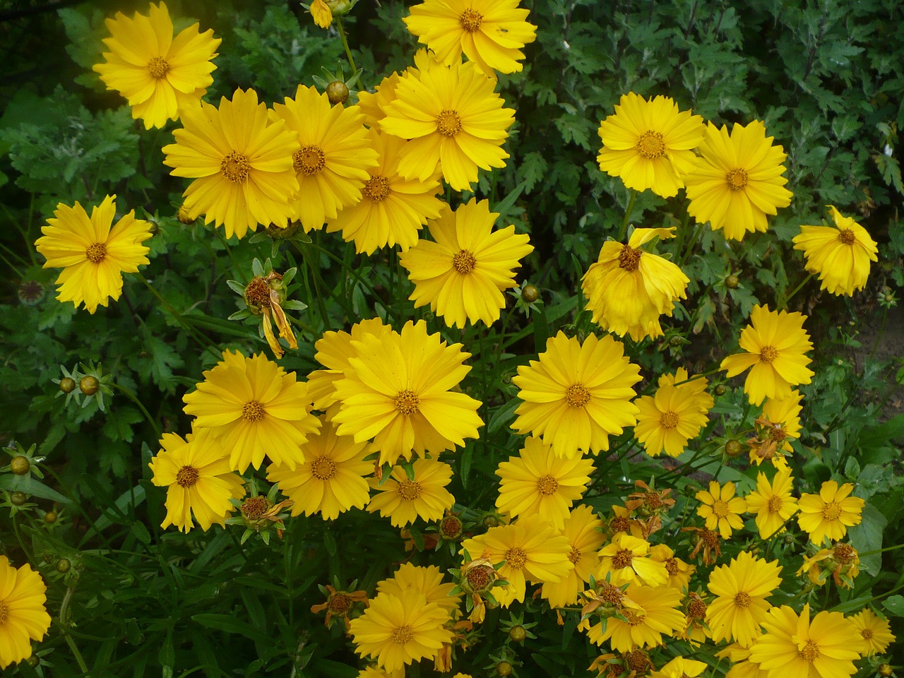 cosmos plant yellow flowers free photo