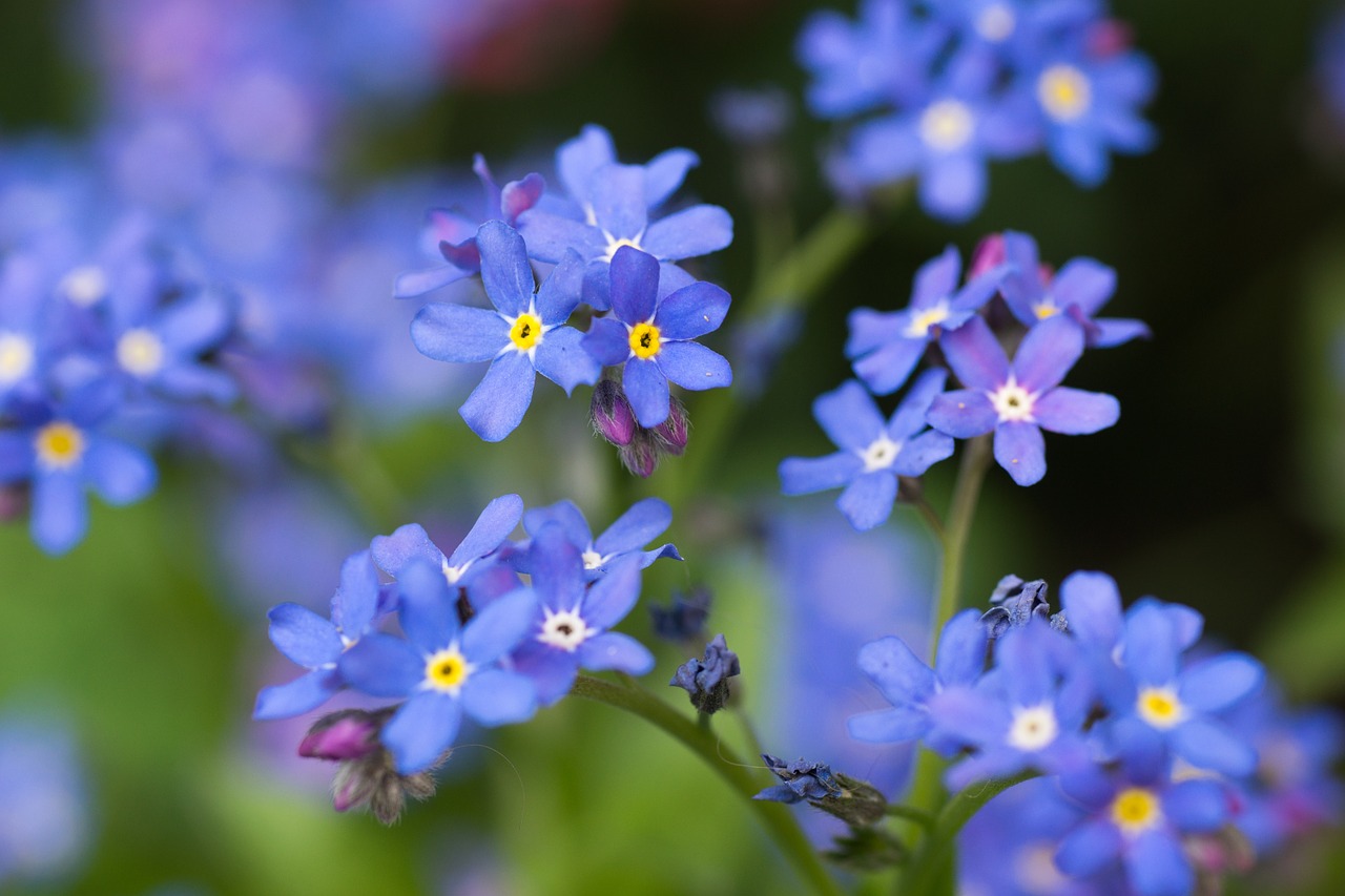 flowers forget me not blue free photo