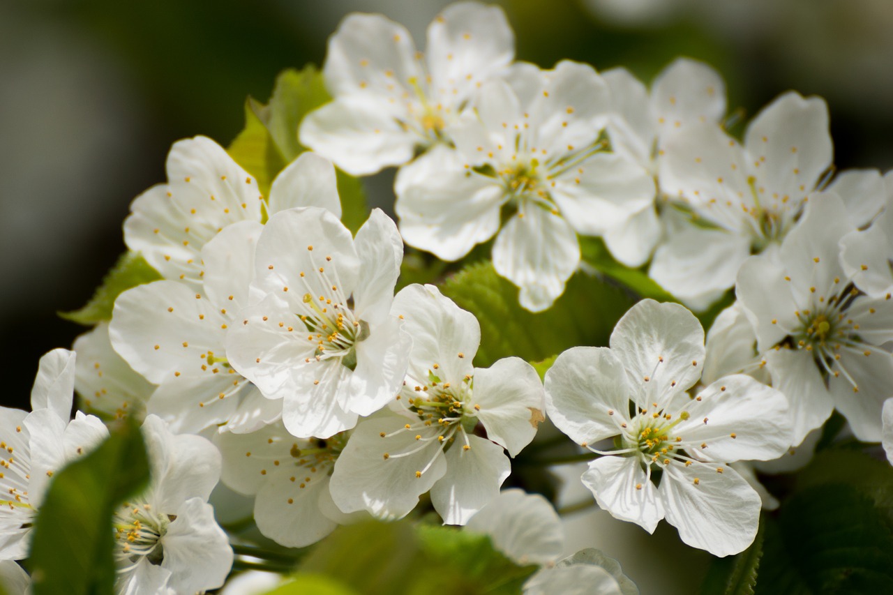 flowers cherry blossom white free photo