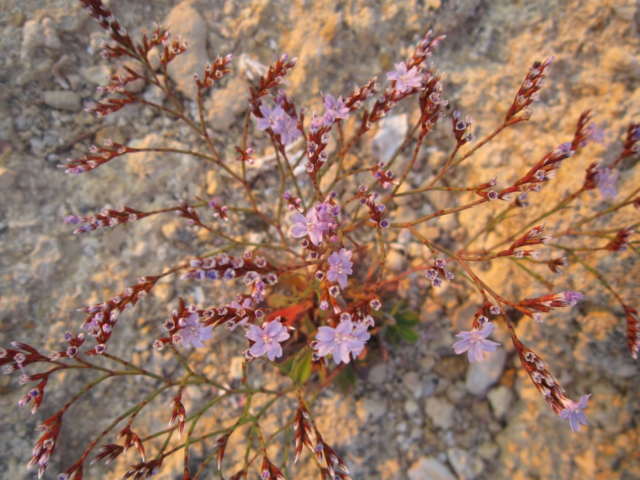 flowering shrub beach pink flowers free photo