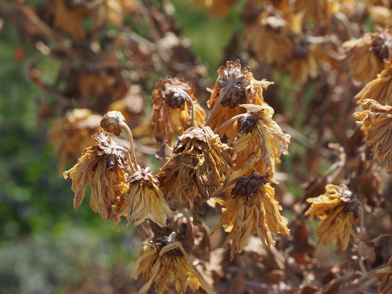 flowers withered dry free photo