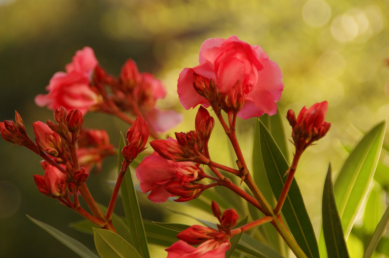 flowers summer summer plant free photo