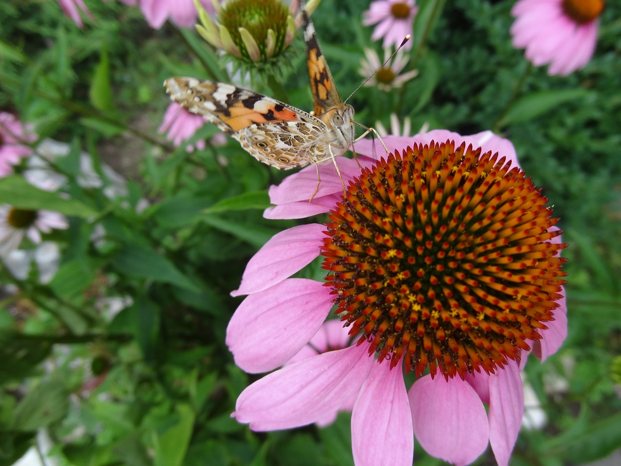 flowers butterfly nature free photo