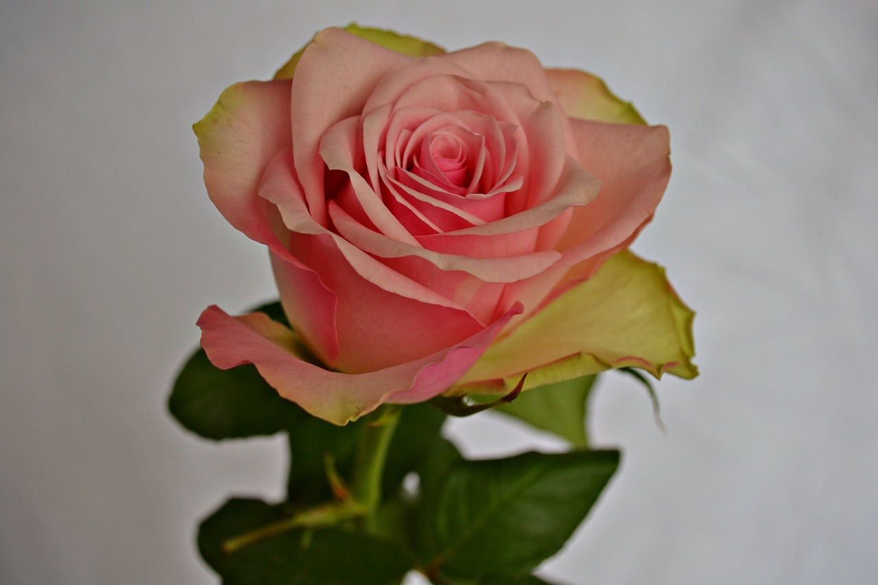 Роза пастель фото и описание